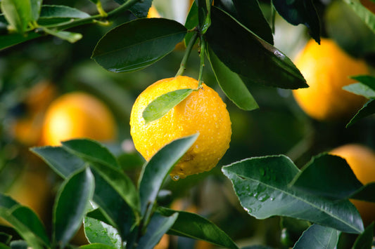 citrusvruchten persen met de citruspers