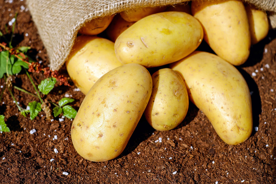 aardappelpuree recept